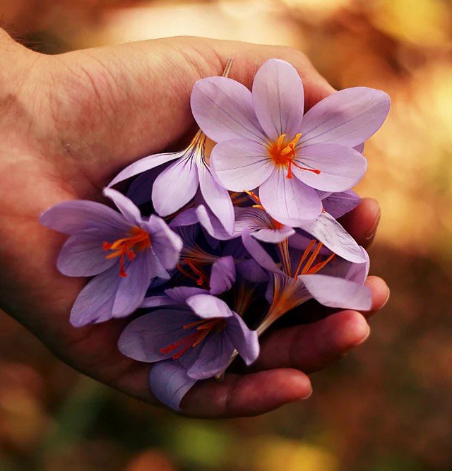 Earth Essentials Flowers